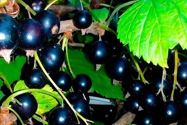 Смородина Чёрный жемчуг: как вырастить идеальный урожай в вашем саду