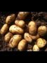 Инара: ранний картофель с уникальной лежкостью и насыщенным вкусом