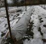 Когда стоит раскрывать виноград после зимних укрытий