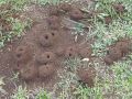Три простых способа избавиться от муравьев на вашем огороде