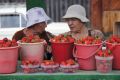 Опасность ягод с рынков: что нужно знать прежде, чем покупать