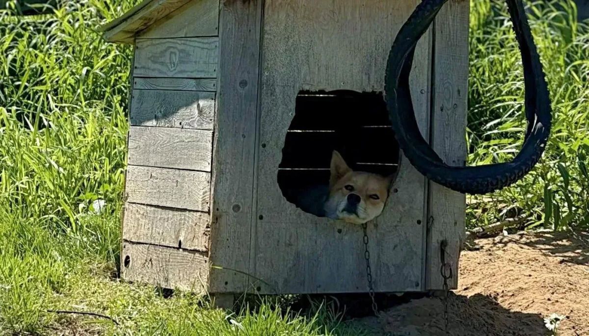 Теплое лето пришло в Щелино Теплое лето пришло в Щелино