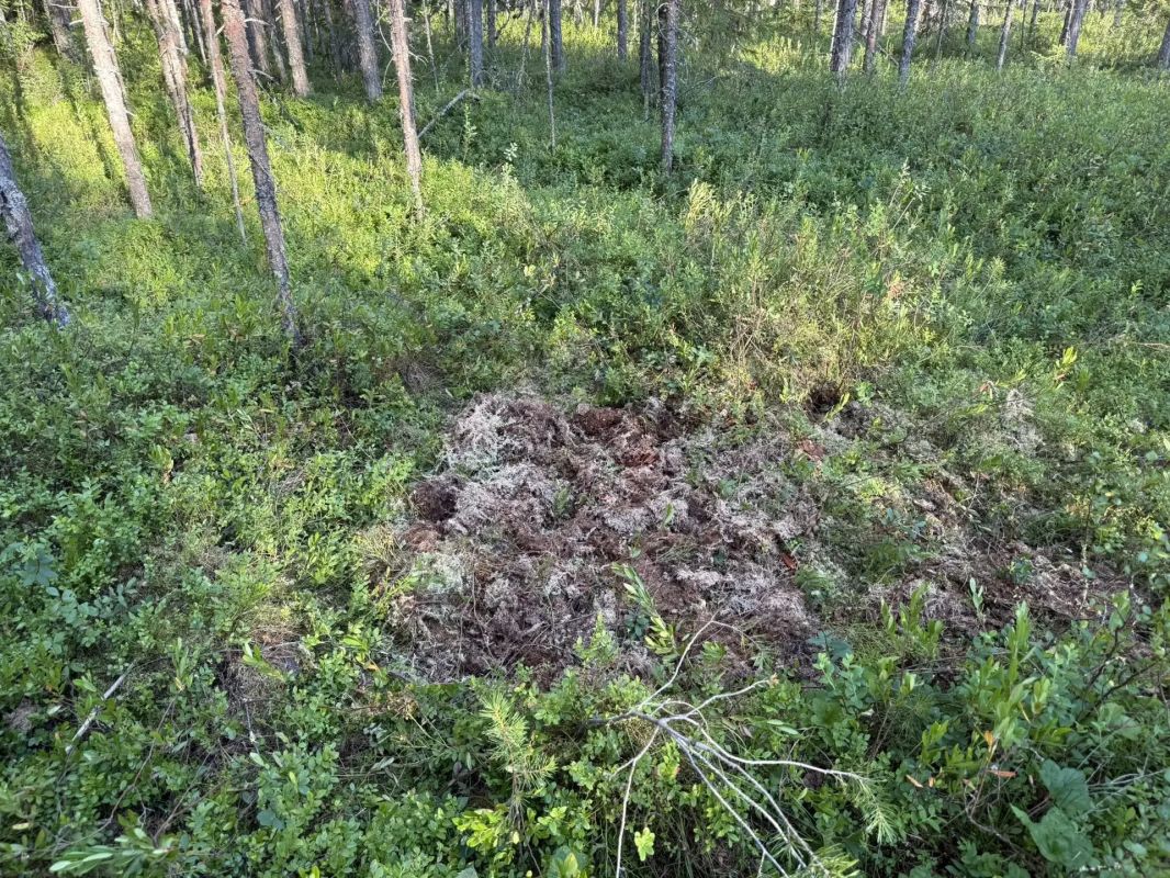 В Плесецком районе задержан подозреваемый в убийстве местного жителя В Плесецком районе задержан подозреваемый в убийстве местного жителя
