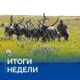 Ирина Гехт: Подвожу итоги минувшей недели