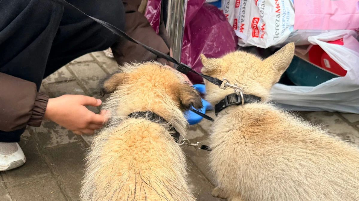В приюте для животных в НарьянМаре прошёл День открытых дверей В приюте для животных в НарьянМаре прошёл День открытых дверей